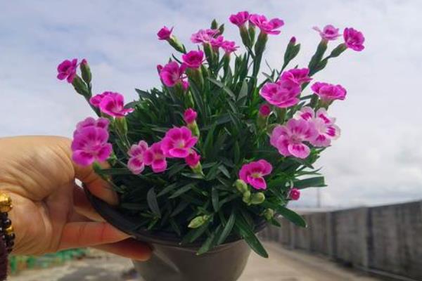 石竹的花期持续时间，4月份开花10月份结束