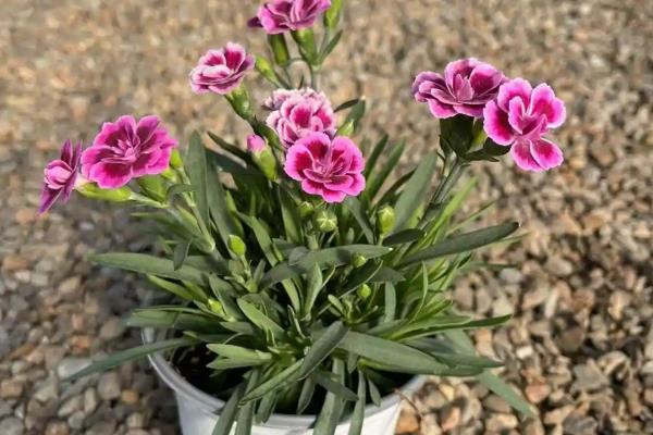 石竹的花期持续时间，4月份开花10月份结束