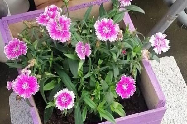 石竹的花期持续时间，4月份开花10月份结束