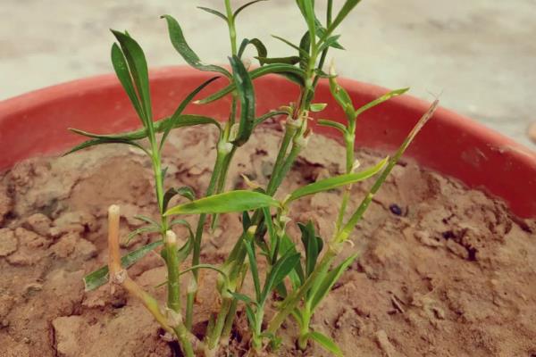 石竹的花期持续时间，4月份开花10月份结束