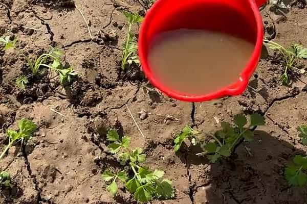 辣椒如何管理，育苗期控制田间的水分、温度等