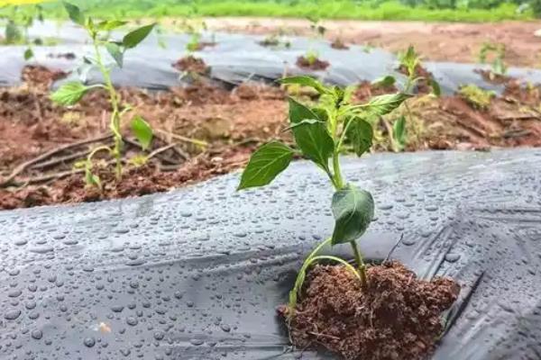 辣椒如何管理，育苗期控制田间的水分、温度等