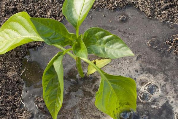 辣椒如何管理，育苗期控制田间的水分、温度等