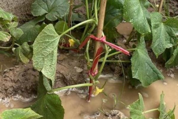 辣椒如何管理，育苗期控制田间的水分、温度等