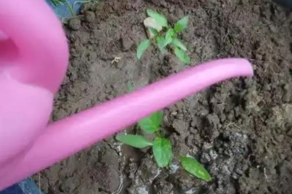 辣椒如何管理，育苗期控制田间的水分、温度等