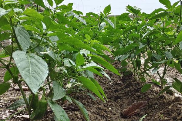 辣椒如何管理，育苗期控制田间的水分、温度等