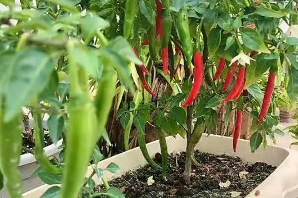 辣椒如何管理，育苗期控制田间的水分、温度等