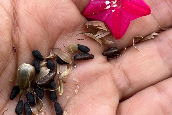 茑萝怎么养殖，每隔15天追肥一次