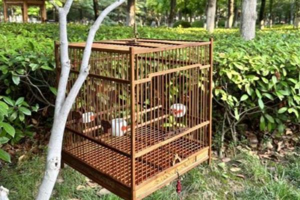 黄雀的寿命，人工饲养可存活10-13年左右
