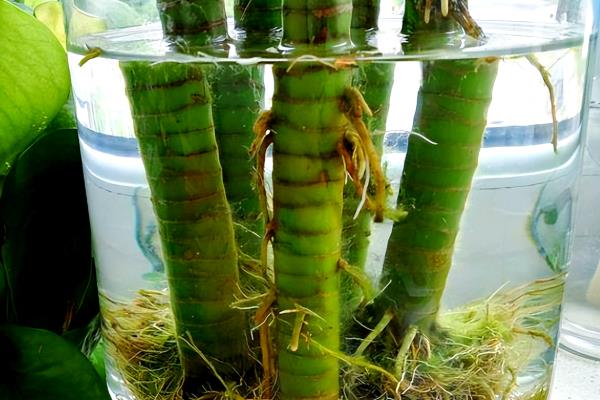 水培竹子叶子发黄的原因,可能是水质过差所致