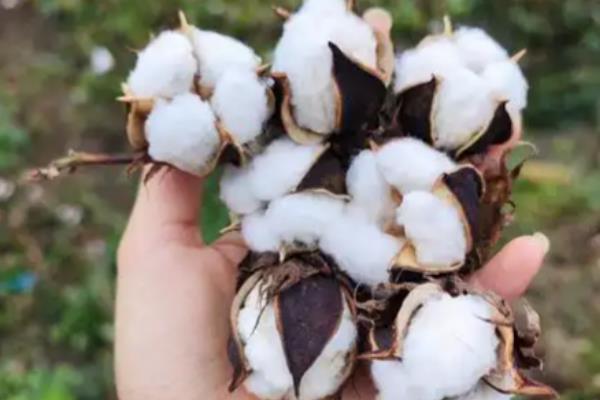 用途广泛的经济作物有哪些，有棉花、花生、甘蔗等