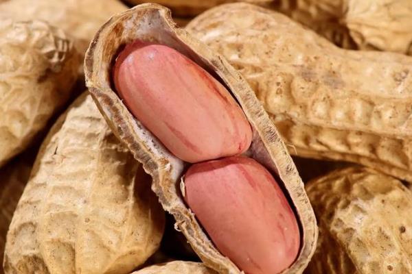 用途广泛的经济作物有哪些，有棉花、花生、甘蔗等