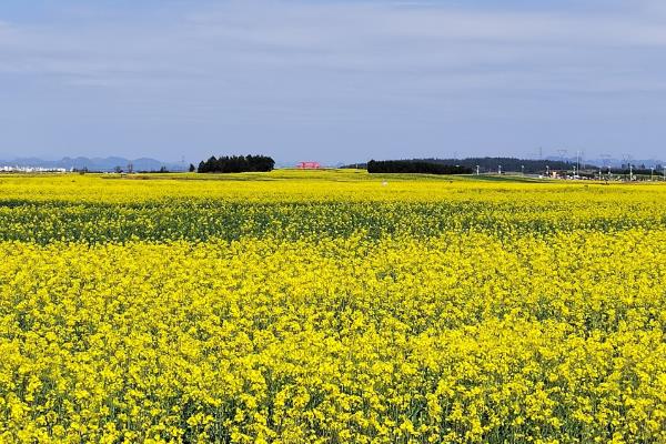 用途广泛的经济作物有哪些，有棉花、花生、甘蔗等