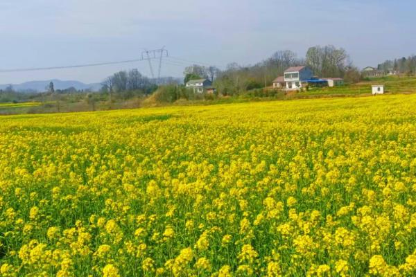 用途广泛的经济作物有哪些，有棉花、花生、甘蔗等