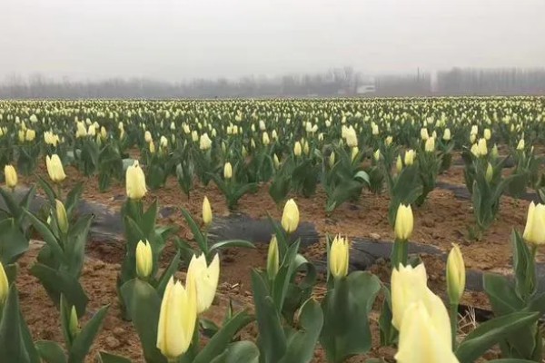 驻马店的郁金香几月份开,3-4月份开花