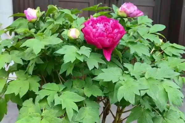 牡丹春天能不能栽活，此时种植容易死亡