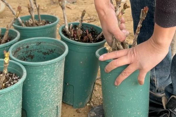 牡丹春天能不能栽活，此时种植容易死亡