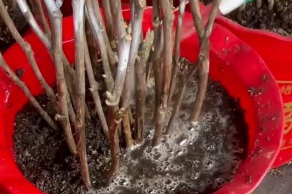 牡丹春天能不能栽活，此时种植容易死亡