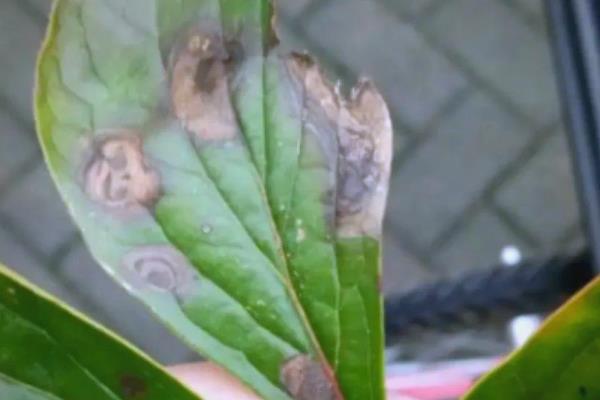 牡丹春天能不能栽活，此时种植容易死亡