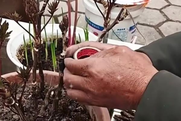牡丹春天能不能栽活，此时种植容易死亡