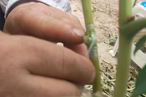 牡丹春天能不能栽活，此时种植容易死亡