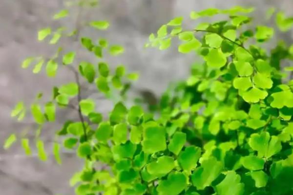 铁线蕨有什么作用,可用来观赏、净化空气