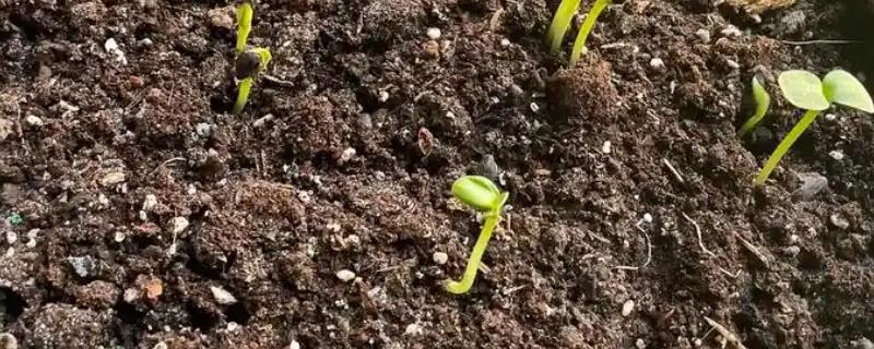 向日葵发芽后怎么养护，需要为植株提供适宜的光照