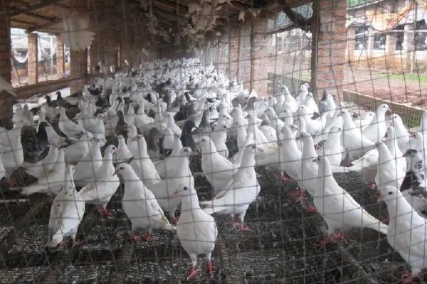 鸽子如何养殖，需要每天喂食两次