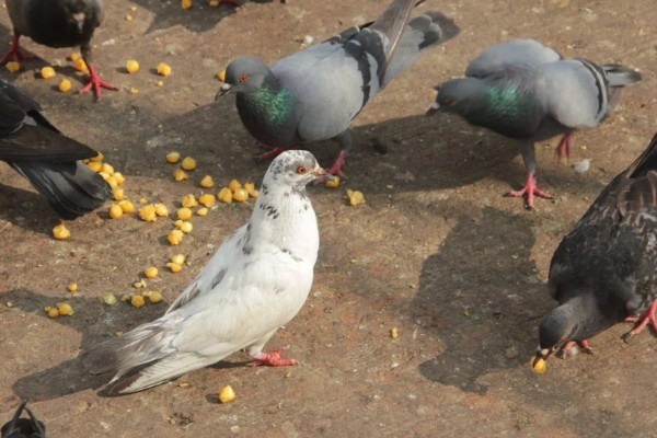 鸽子如何养殖，需要每天喂食两次
