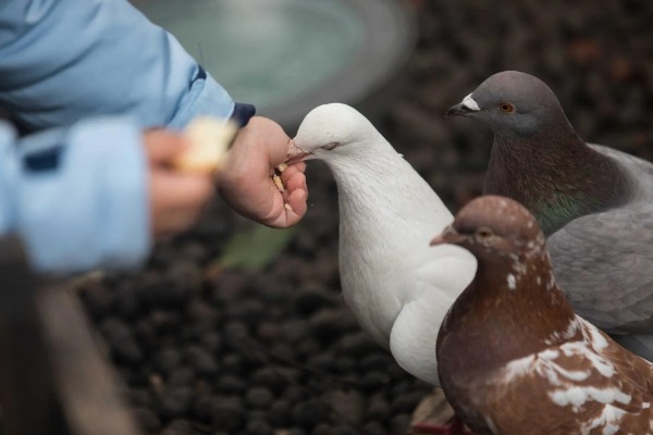 鸽子如何养殖，需要每天喂食两次
