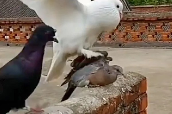 鸽子如何养殖，需要每天喂食两次