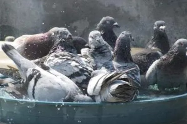 鸽子如何养殖，需要每天喂食两次