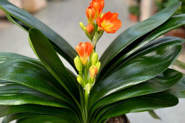 养好君子兰的方法，浇水要遵循见干见湿的原则