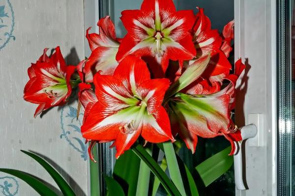 养好君子兰的方法，浇水要遵循见干见湿的原则