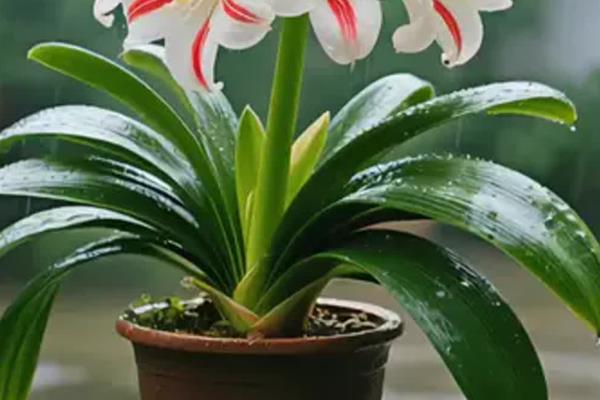 养好君子兰的方法，浇水要遵循见干见湿的原则