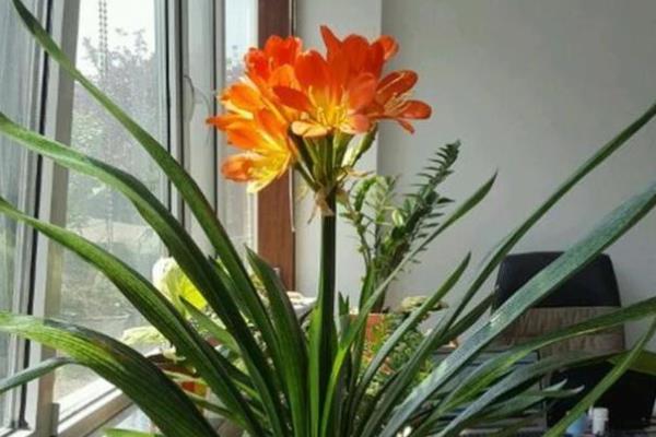 养好君子兰的方法，浇水要遵循见干见湿的原则