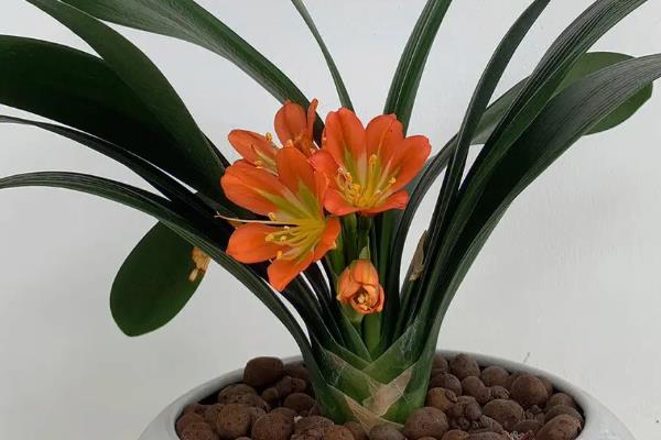 养好君子兰的方法，浇水要遵循见干见湿的原则