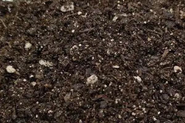 养好君子兰的方法，浇水要遵循见干见湿的原则