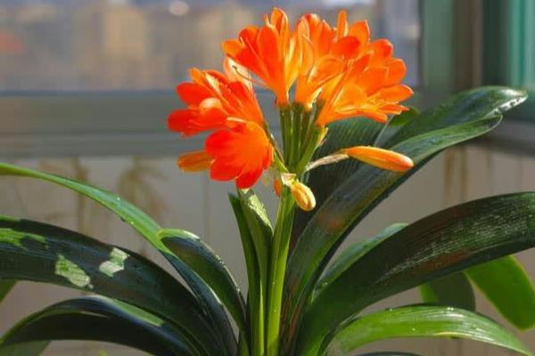 养好君子兰的方法，浇水要遵循见干见湿的原则