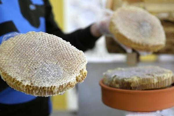 蜜蜂会不会采集桉树的花蜜,桉树是蜜蜂的主要蜜源之一