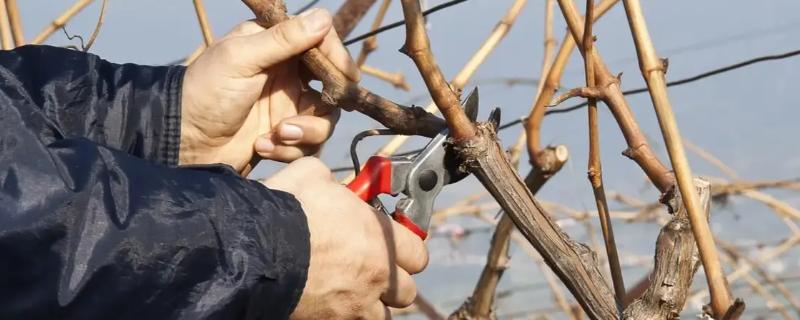 苹果树的修剪方法，在冬季落叶后到春季发芽前进行