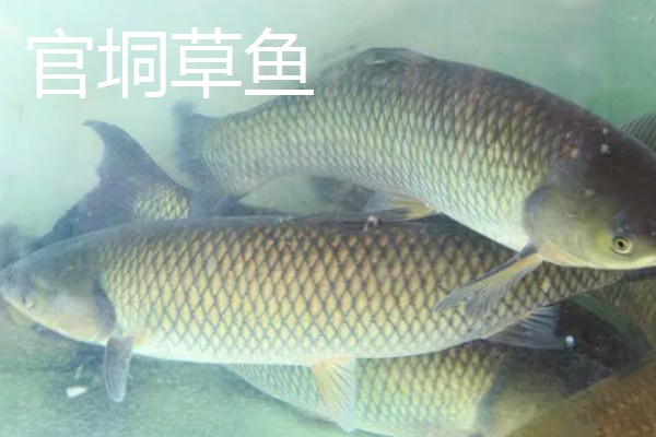 草鱼有什么习性，喜欢栖息在近岸多水草的区域