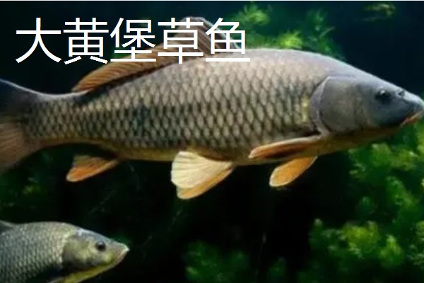 草鱼有什么习性，喜欢栖息在近岸多水草的区域