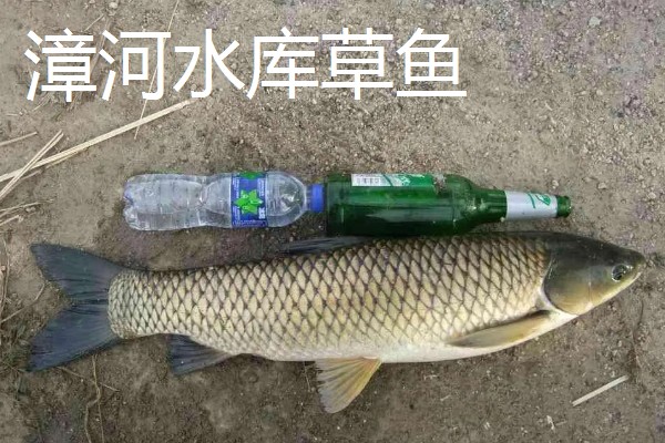 草鱼有什么习性，喜欢栖息在近岸多水草的区域