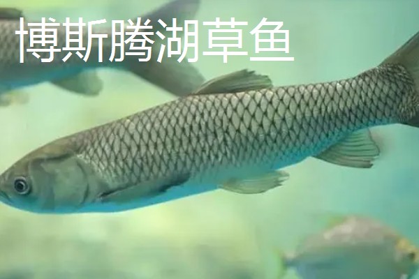 草鱼有什么习性，喜欢栖息在近岸多水草的区域