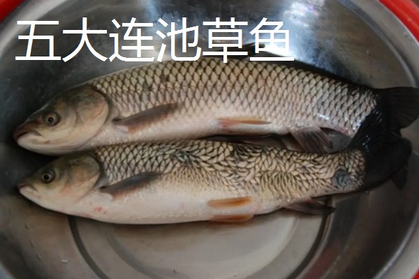 草鱼有什么习性，喜欢栖息在近岸多水草的区域