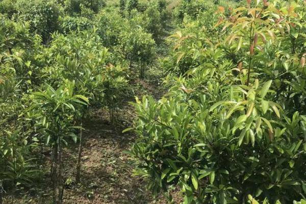 山竹怎么养，喜欢在半阴环境下生长