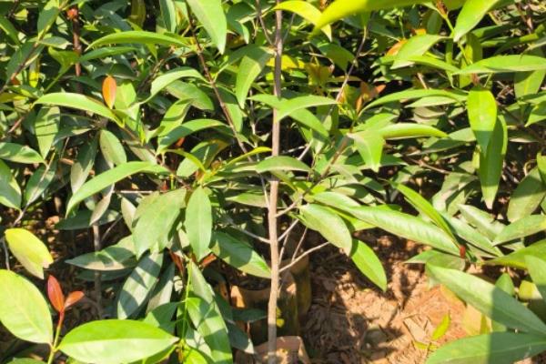 山竹怎么养，喜欢在半阴环境下生长