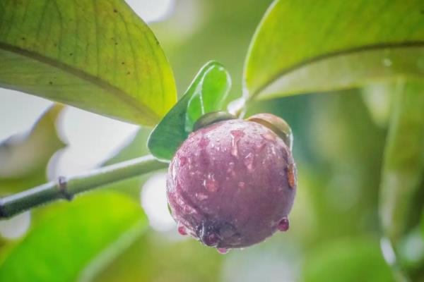 山竹怎么养，喜欢在半阴环境下生长