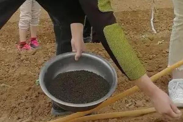 山竹怎么养，喜欢在半阴环境下生长